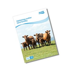 Optimising suckler herd fertility