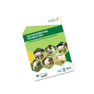 Signet Selecting recorded rams for carcase traits