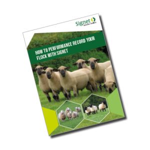 How to performance record your flock with Signet