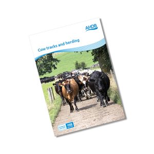 Cow tracks and herding