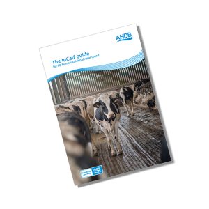 The InCalf guide: All-year-round