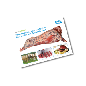 Understanding cattle production, beef quality and the supply chain
