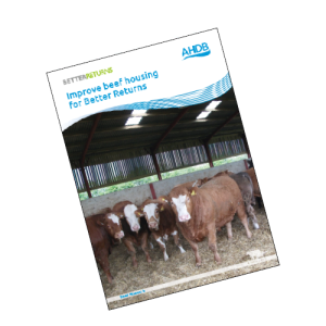 Improving beef housing for better returns