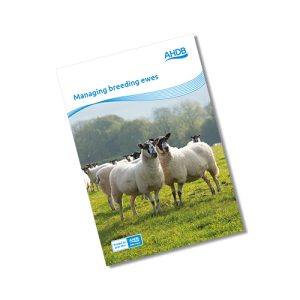 Managing breeding ewes