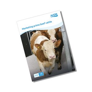 Marketing prime beef